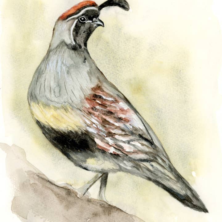 Quail bird wildlife canvas art print for wholesale by Meredith Oneal Art