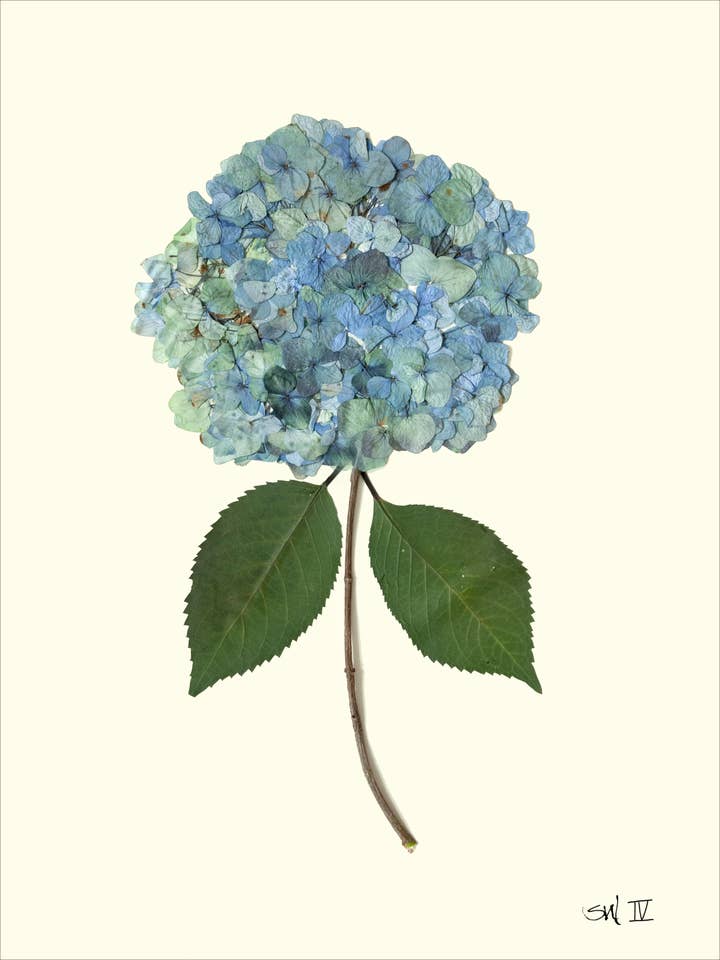 Hortensia Bleu Français IV Pressé - Impression d'Art Botanique pour la vente par Homegrown Art Co