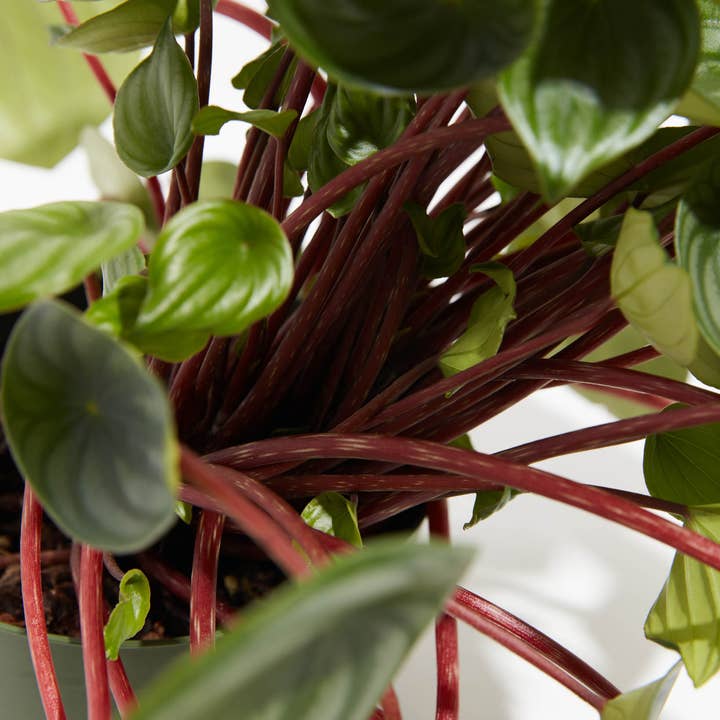 Lively Root - Wholesale Live Plant - Watermelon Peperomia15