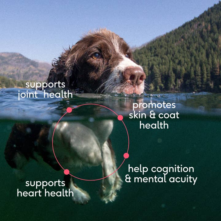Native Pet - Wholesale Pet Supplement - Cat/Dog - Wild-Caught Alaskan Sockeye Salmon Oil, Skin & Coat Health