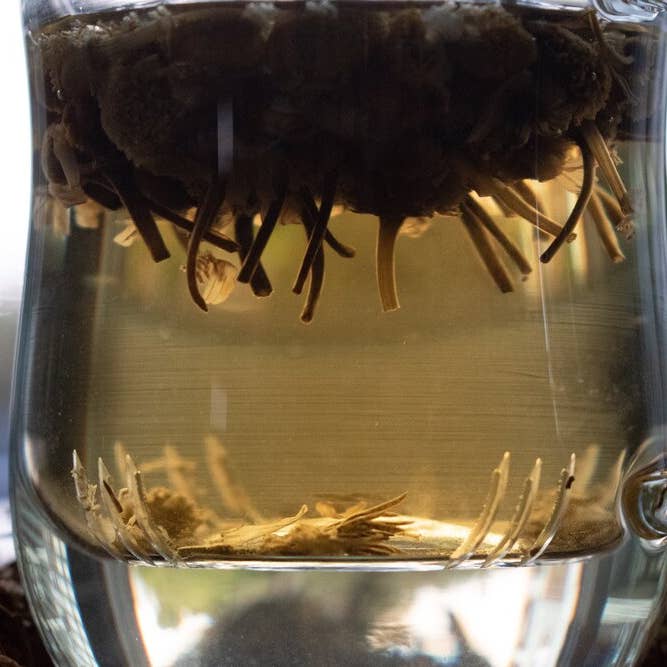 Western Immortal - Wholesale Loose Tea - Organic Chamomile Flower (Egypt)