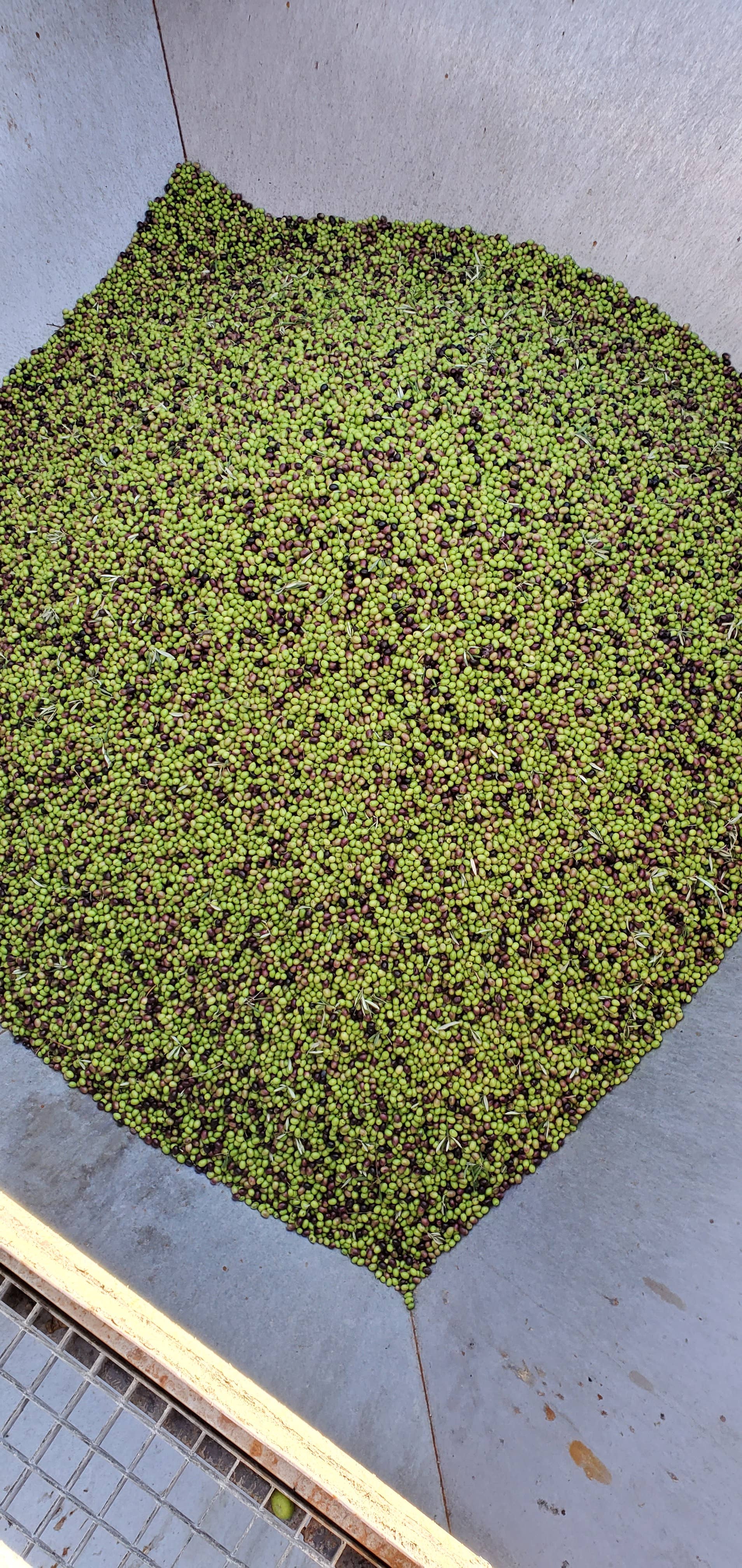 Olivar de Quesada - Wholesale Olive Oil - EARLY HARVEST ORGANIC SUPERIOR EXTRA VIRGIN OLIVE OIL 250ml3