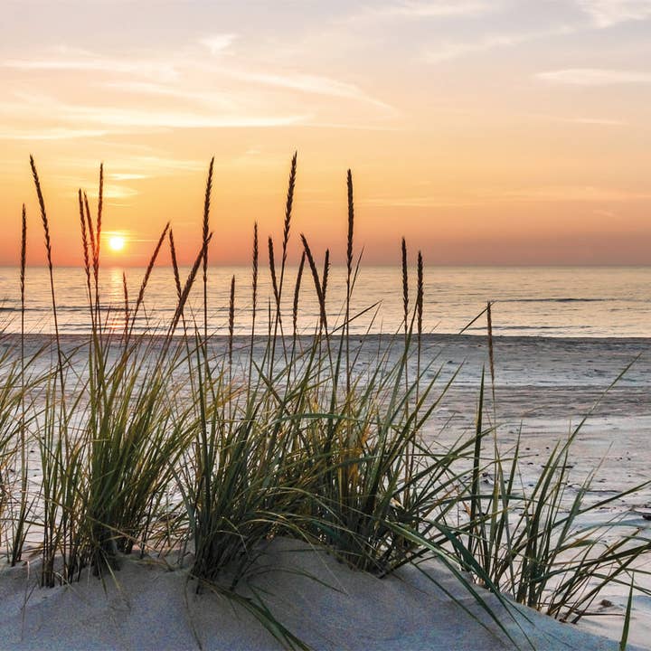 brancard voor wholesale door Bönninghoff