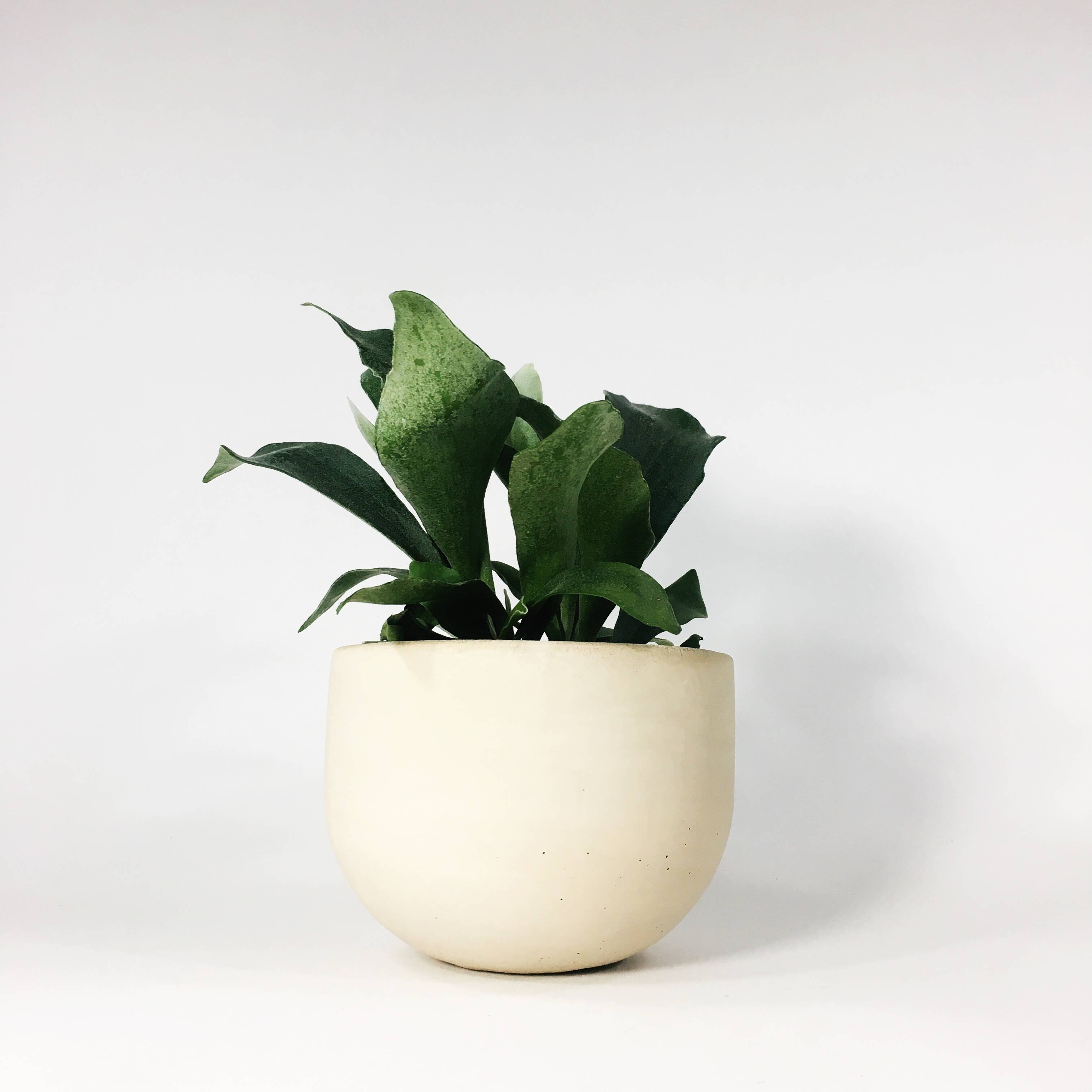 Settlewell - Wholesale Plant Pot - 6" Concrete Bowl Planter / 16 Colors7