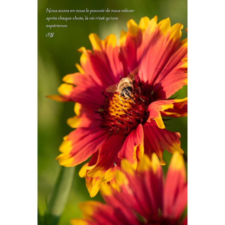 Ildbi for engroshandel hos L'Ecriture D'Un Regard