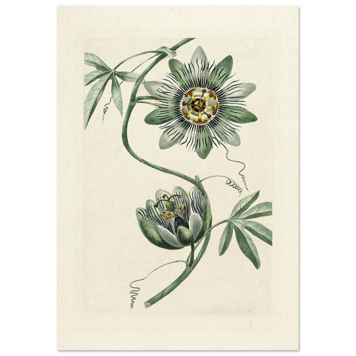 Botanic garden for wholesale by Maison de Paloma