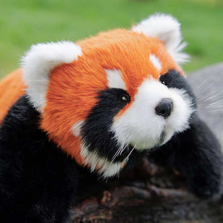 Chongker - Wholesale Stuffed/Plush Toy - Kids & Baby - Red Panda Weighted Plush – Snuggle Toy for Stress Relief4