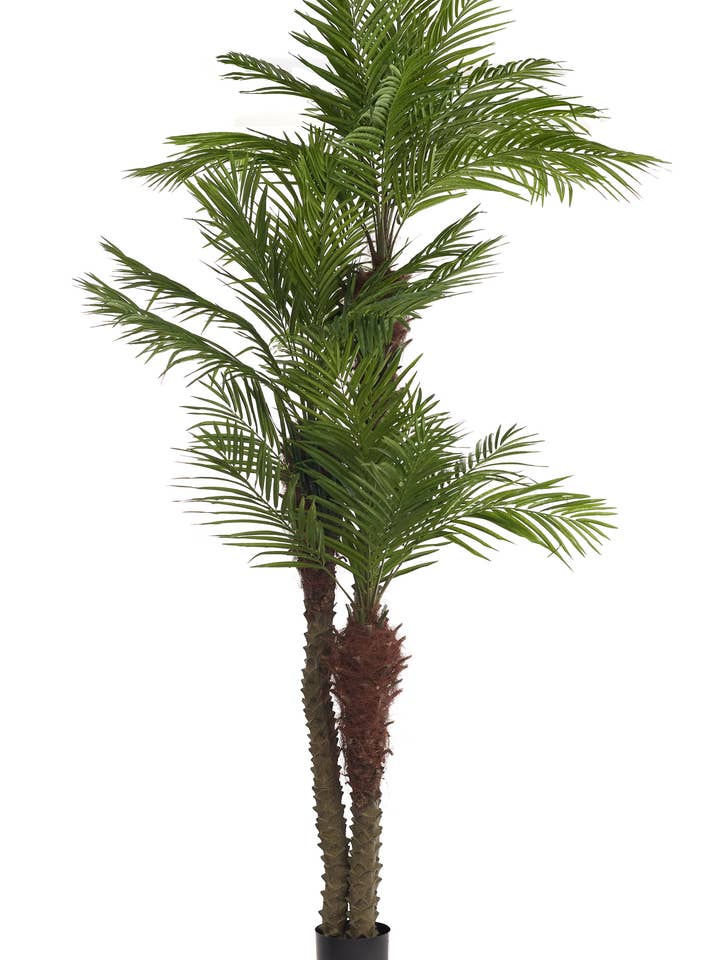 PALMERA ARECA 3 TRONCOS CON MACETA para venta al por mayor de Studio Specialties