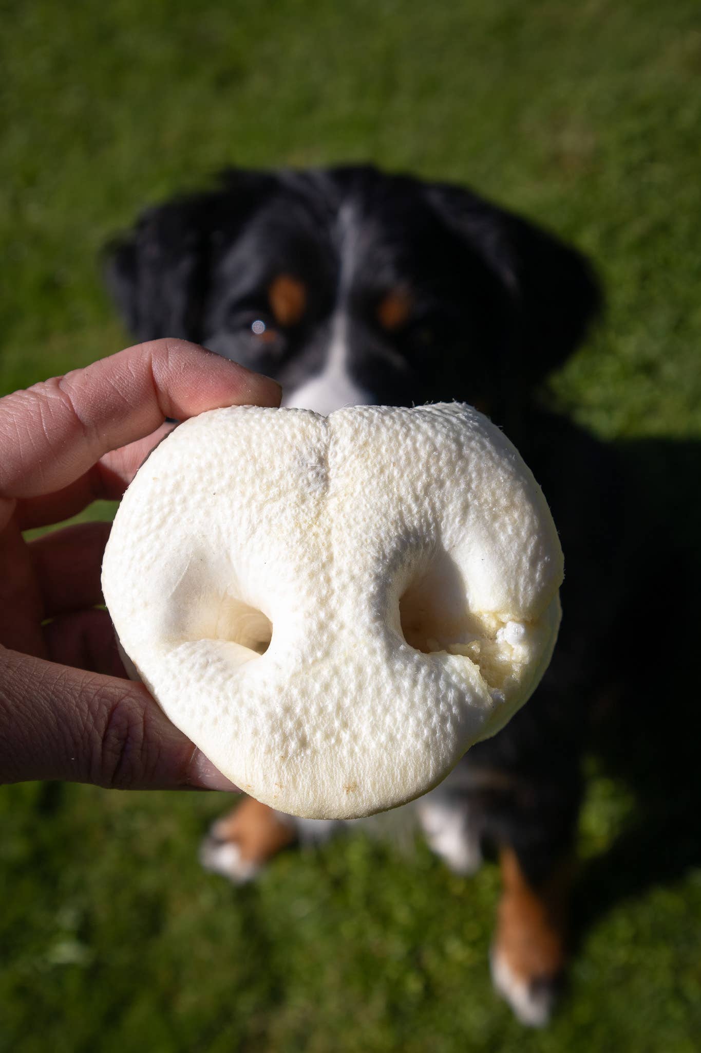 Kivo Petfood – wholesale Pet treats – Dog – Dog Snack - Puffed Pork Nose with Honey - 5 pieces3