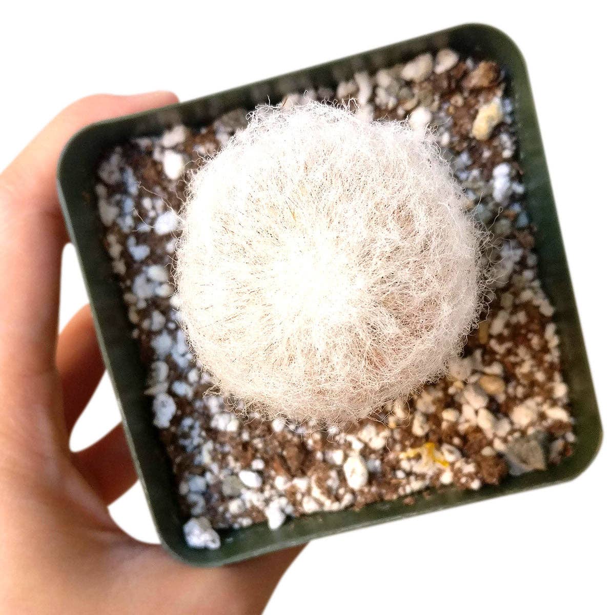 Best Plant Friend - Wholesale Live Plant - Cactus Wedding and Party Favors Tray - 64 Live Bulk Cacti10