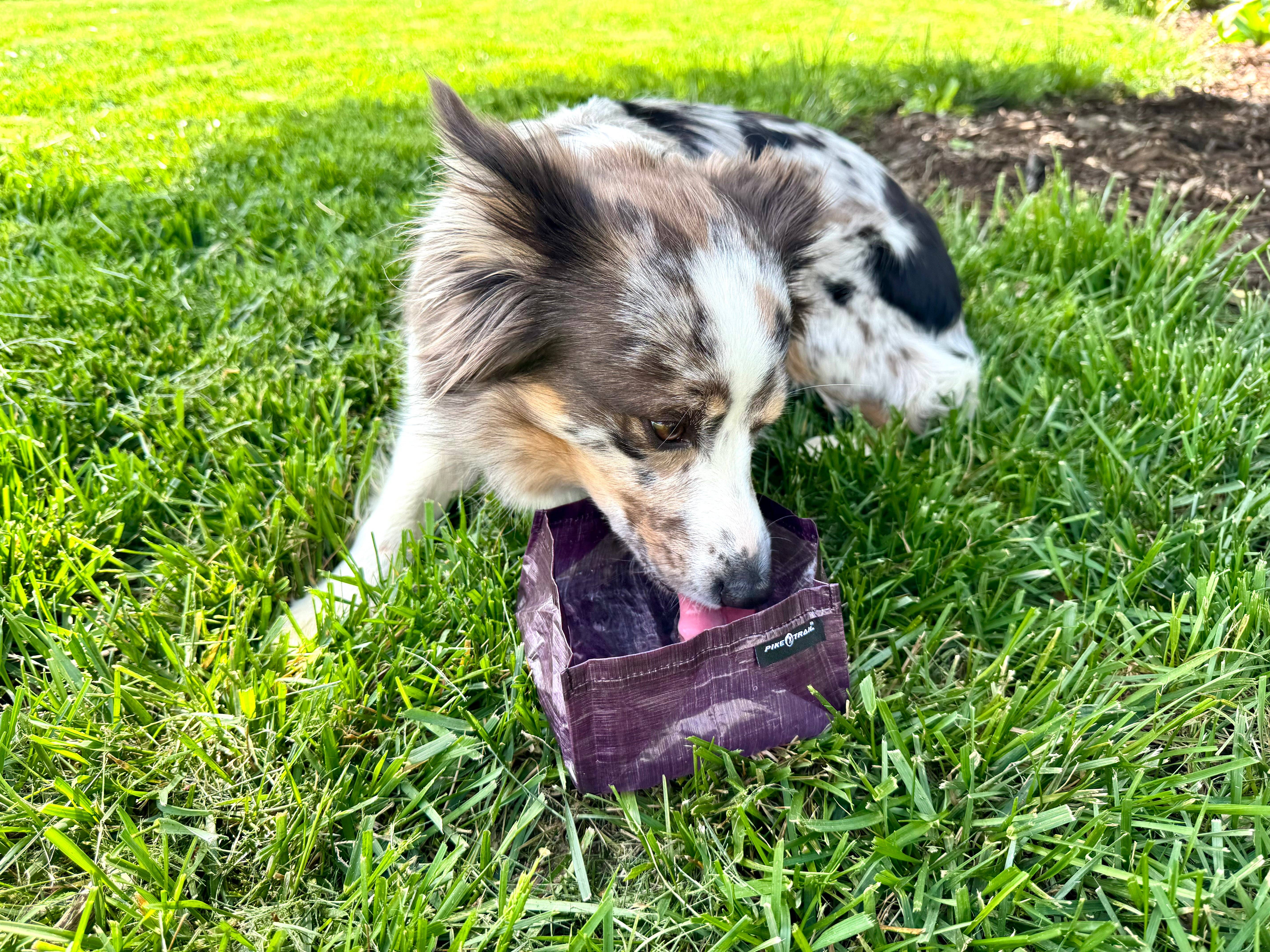 Pike Trail - Vendita all'ingrosso Ciotola - Cani e gatti - Ciotola per Cani Pike Trail Dyneema2