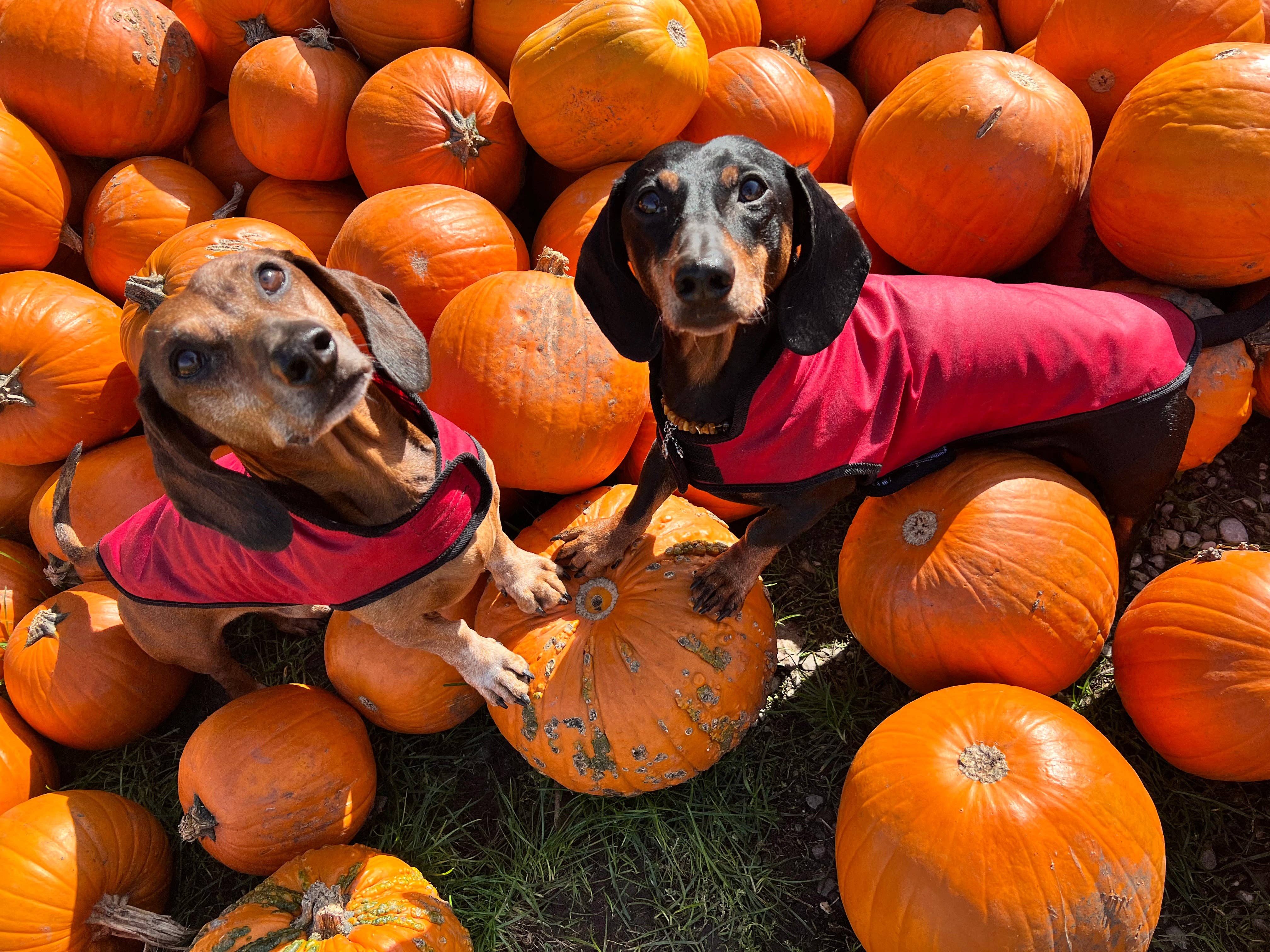 Dachshund Couture - Wholesale Pet Raincoat - Dog - Dog raincoat Friedrich6