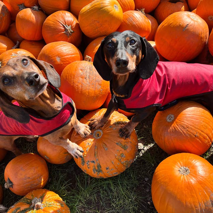 Dachshund Couture - Wholesale Pet Raincoat - Dog - Dog raincoat Friedrich6