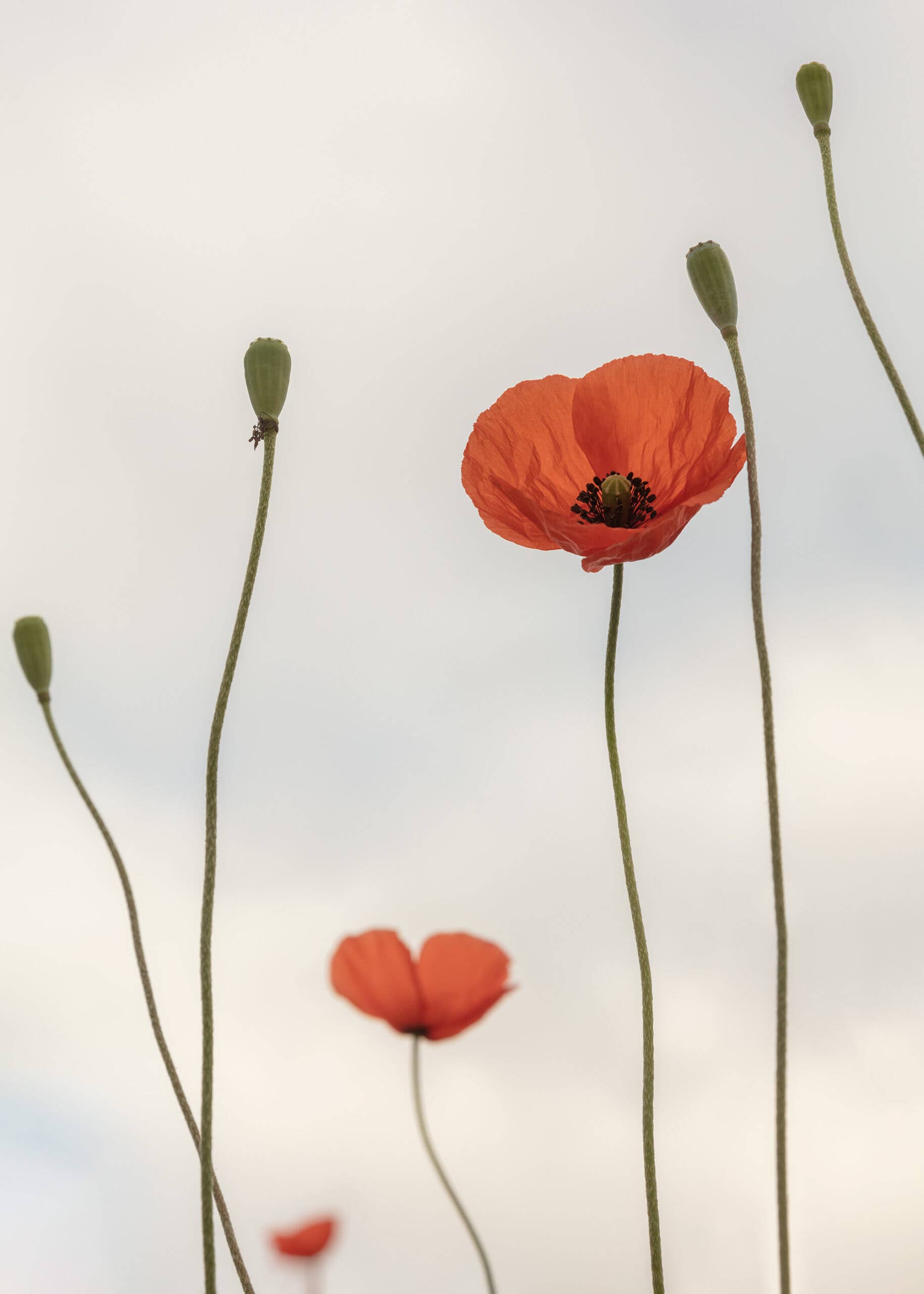 Foto Factory – wholesale Art print – poppy1