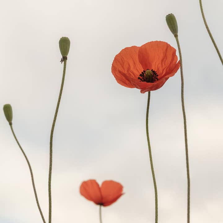 Foto Factory - Wholesale Art Print - poppy1