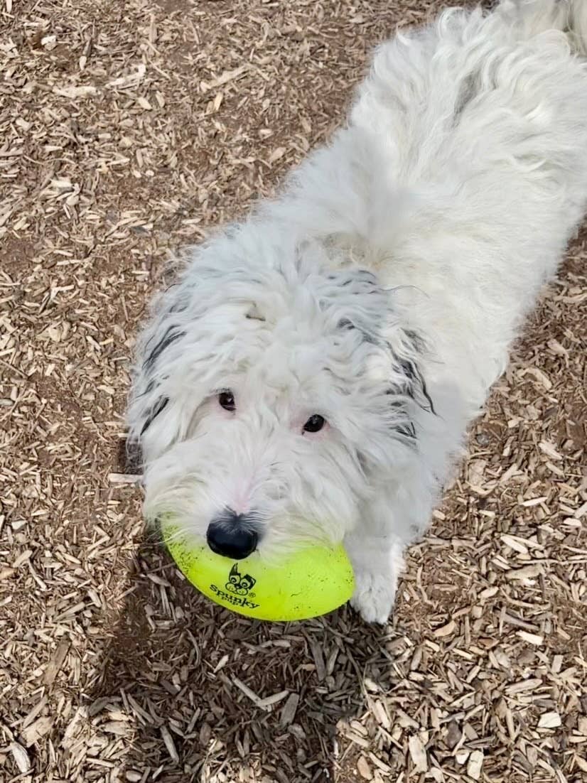 Spunky Pup – wholesale Pet fetch ball – Dog – Squeak and Glow Football4