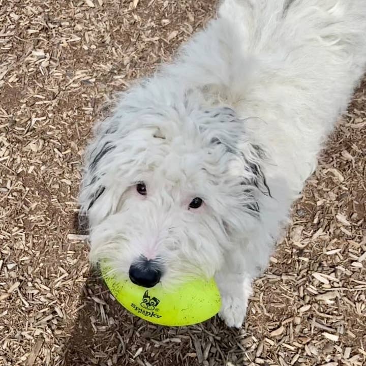 Spunky Pup – wholesale Pet fetch ball – Dog – Squeak and Glow Football4