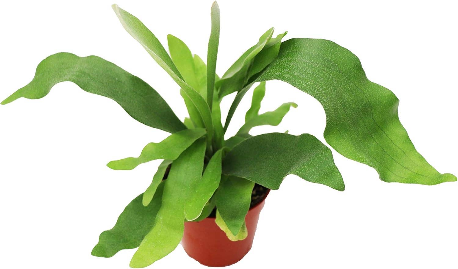 Succulents & Such, Inc. - Wholesale Live Plant -  4" PottedStaghorn Fern  0