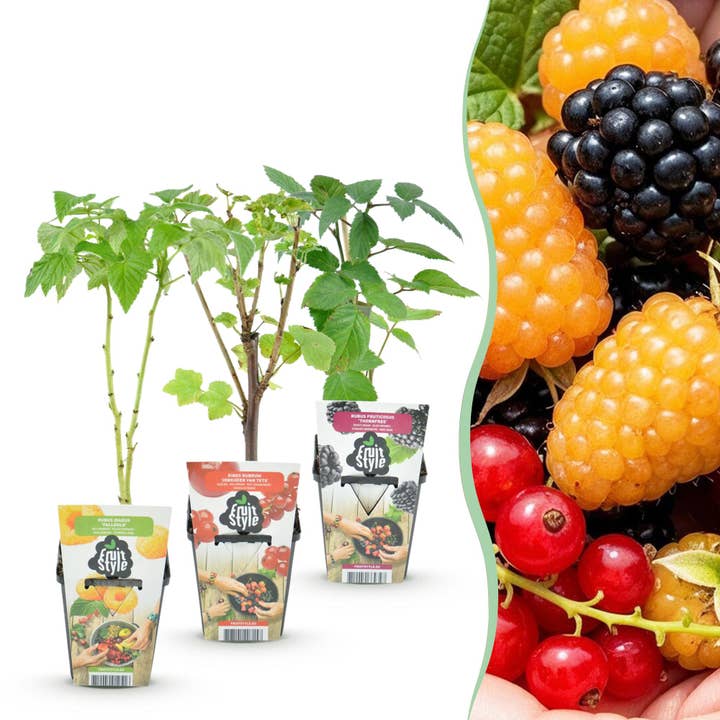 Obstpflanzen Set winterhart 3 Pflanzen Ø9cm Höhe 30cm – Rote Johannisbeere Gelbe Himbeere Schwarze Brombeere – Ideal für Garten Beet Balkon & Terrasse für den Großhandel von Oasis of Life