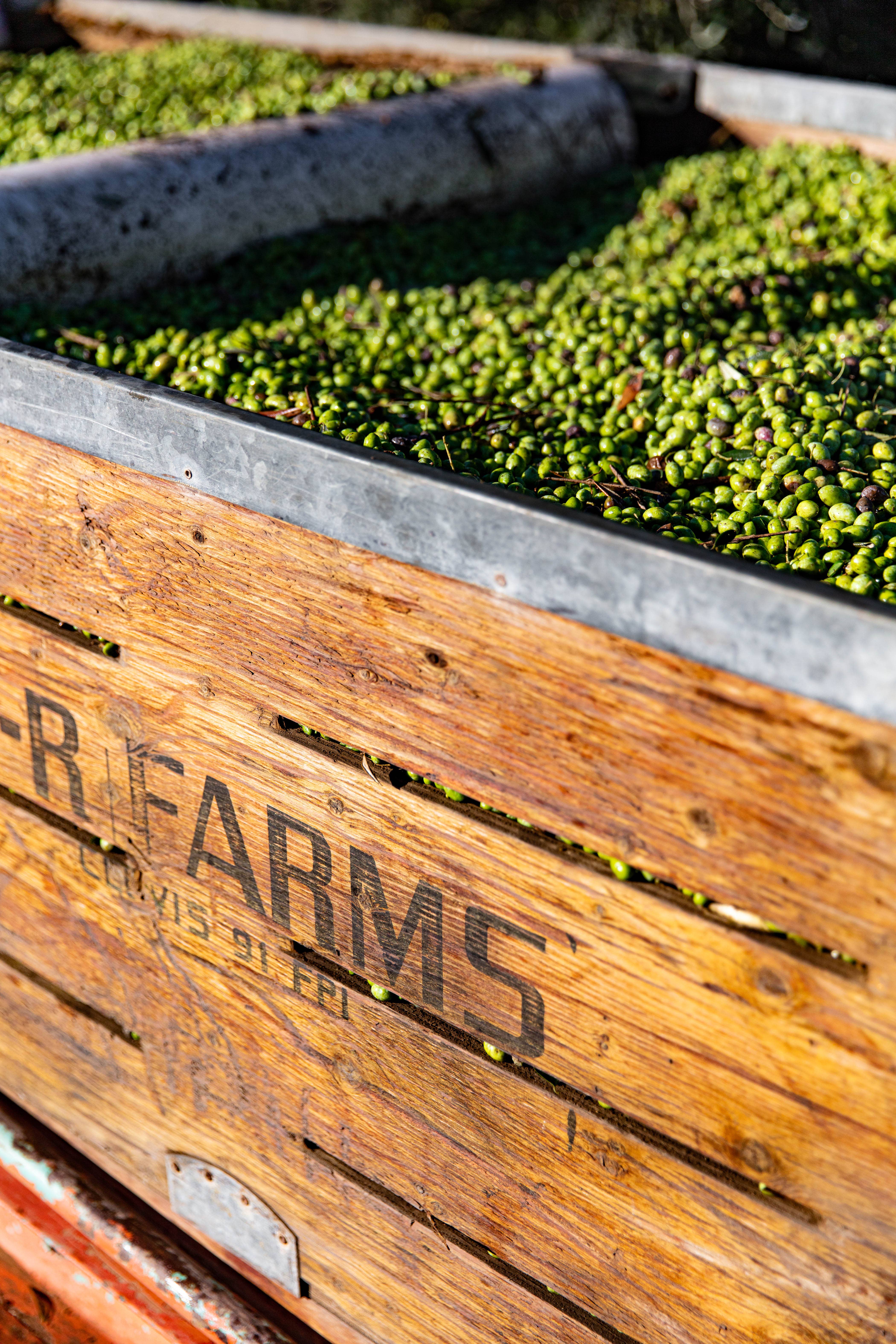 ENZO'S TABLE - Vente Huile d'olive - Huile d'olive extra vierge biologique - Moyenne 500 ml2