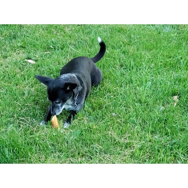 Jones Natural Chews - Wholesale Pet Treats - Dog - K9 Bacon Roll Small Bulk1