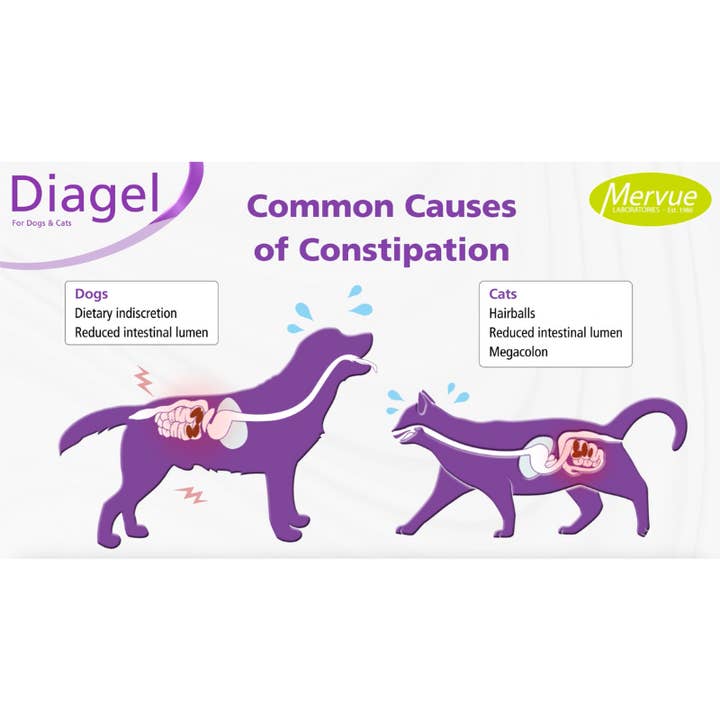 OurPetsLife - Wholesale Pet supplement – Dog - Diagel Digestive Support for Large Dogs4