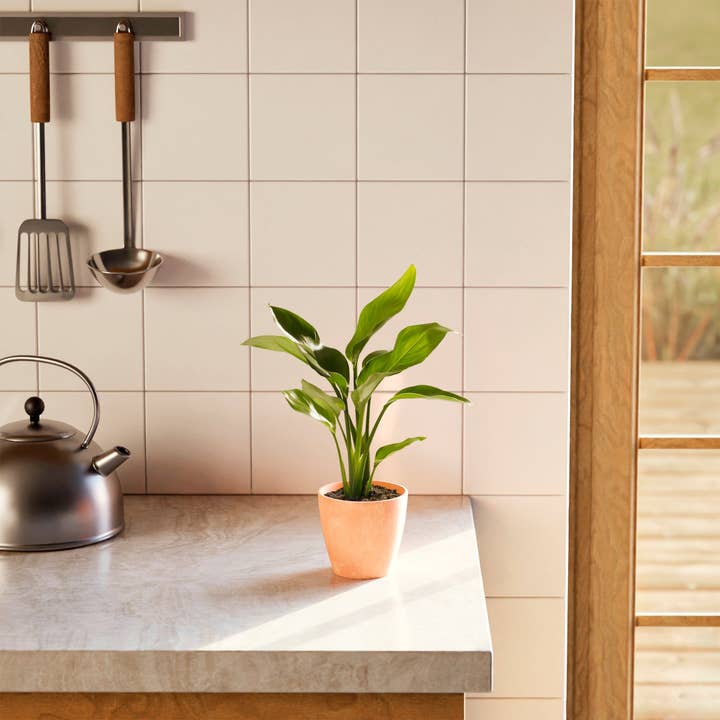 Lively Root - Wholesale Live Plant - Giant Bird of Paradise25