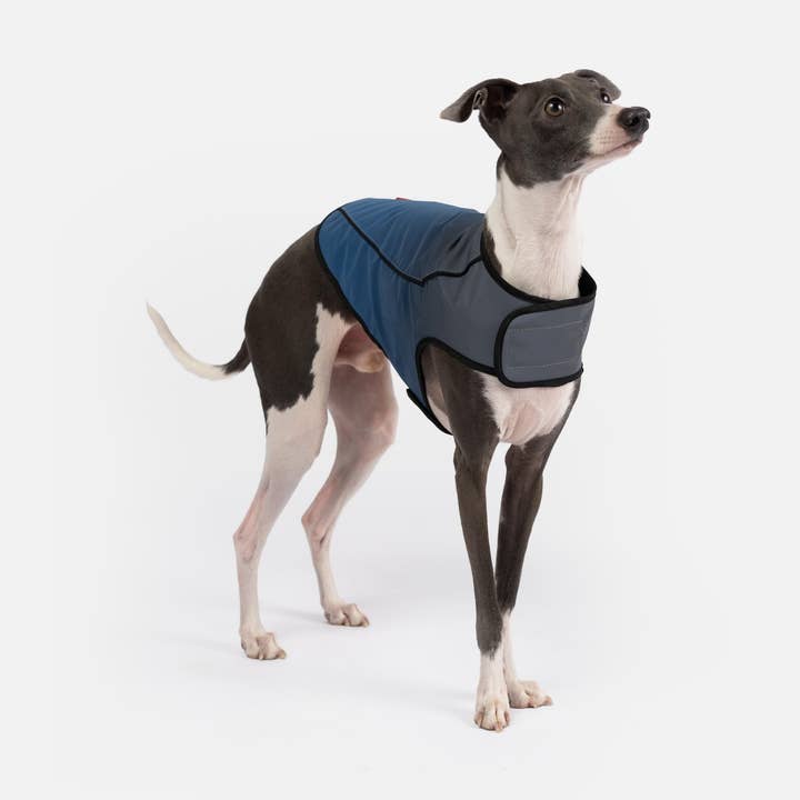 Gilet pour chien Arlo haute visibilité — réfléchissant, déperlant, en mesh respirant | Tenue extérieure sûre et stylée pour la vente par Silver Paw