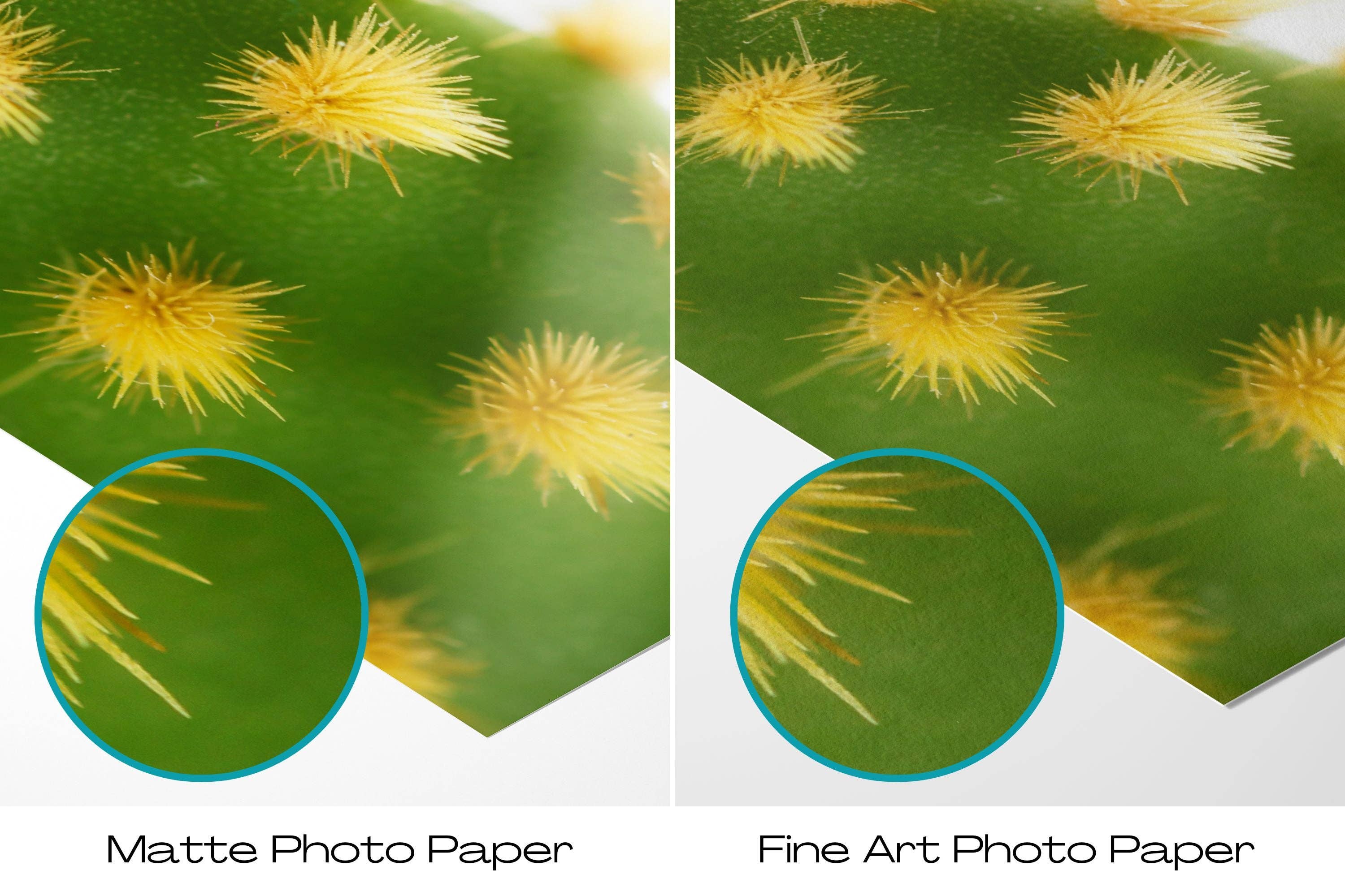 Natasha Riha Photography - Vente Photo - Cactus Vert V | Tirage Photographique d'Art5