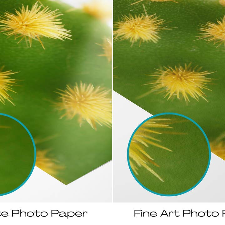 Natasha Riha Photography - Vente Photo - Cactus Vert V | Tirage Photographique d'Art5