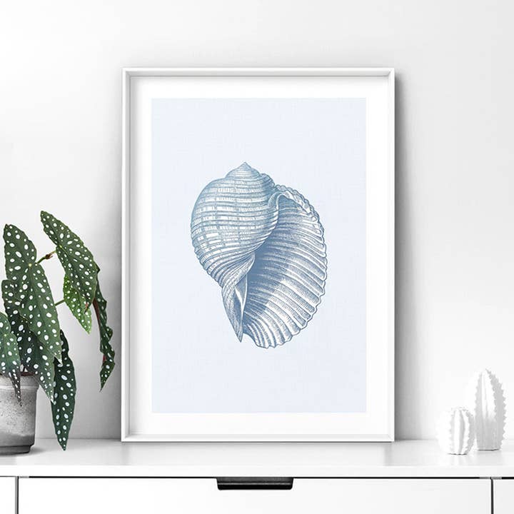 PRINT AND PROPER - Wholesale Art print - Sea Shell Coastal Poster. Hamptons Scotch Bonnet Shell Blue1