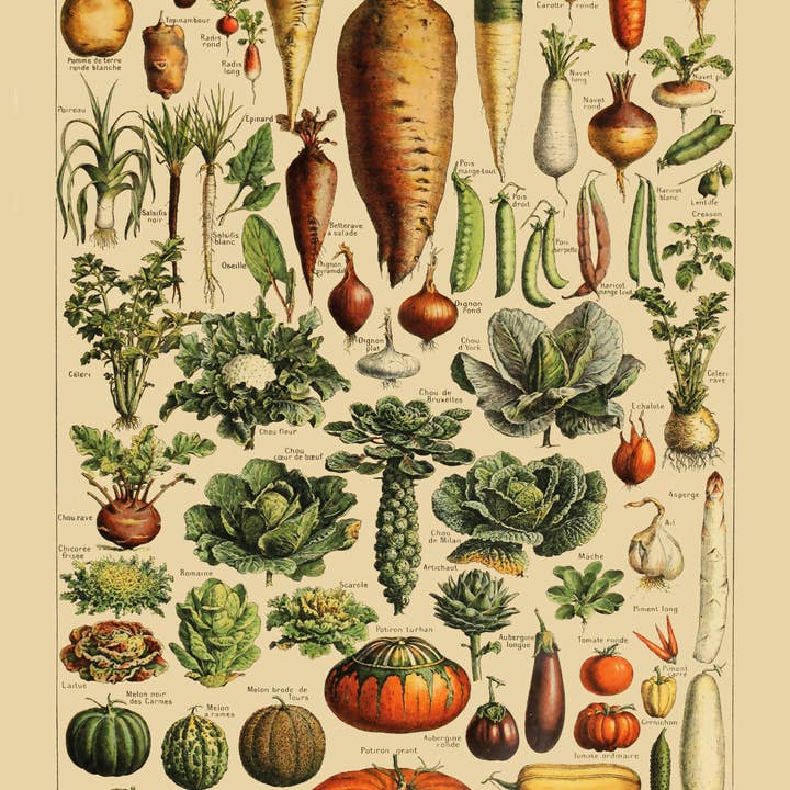 Esque - Wholesale Poster - Poster Vintage Groenten