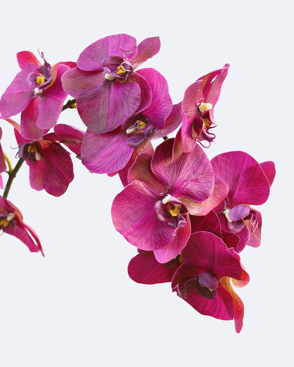 Prestige Botanicals - Wholesale Artificial Flowers - Deep Magenta Phalaenopsis Orchid 34"7