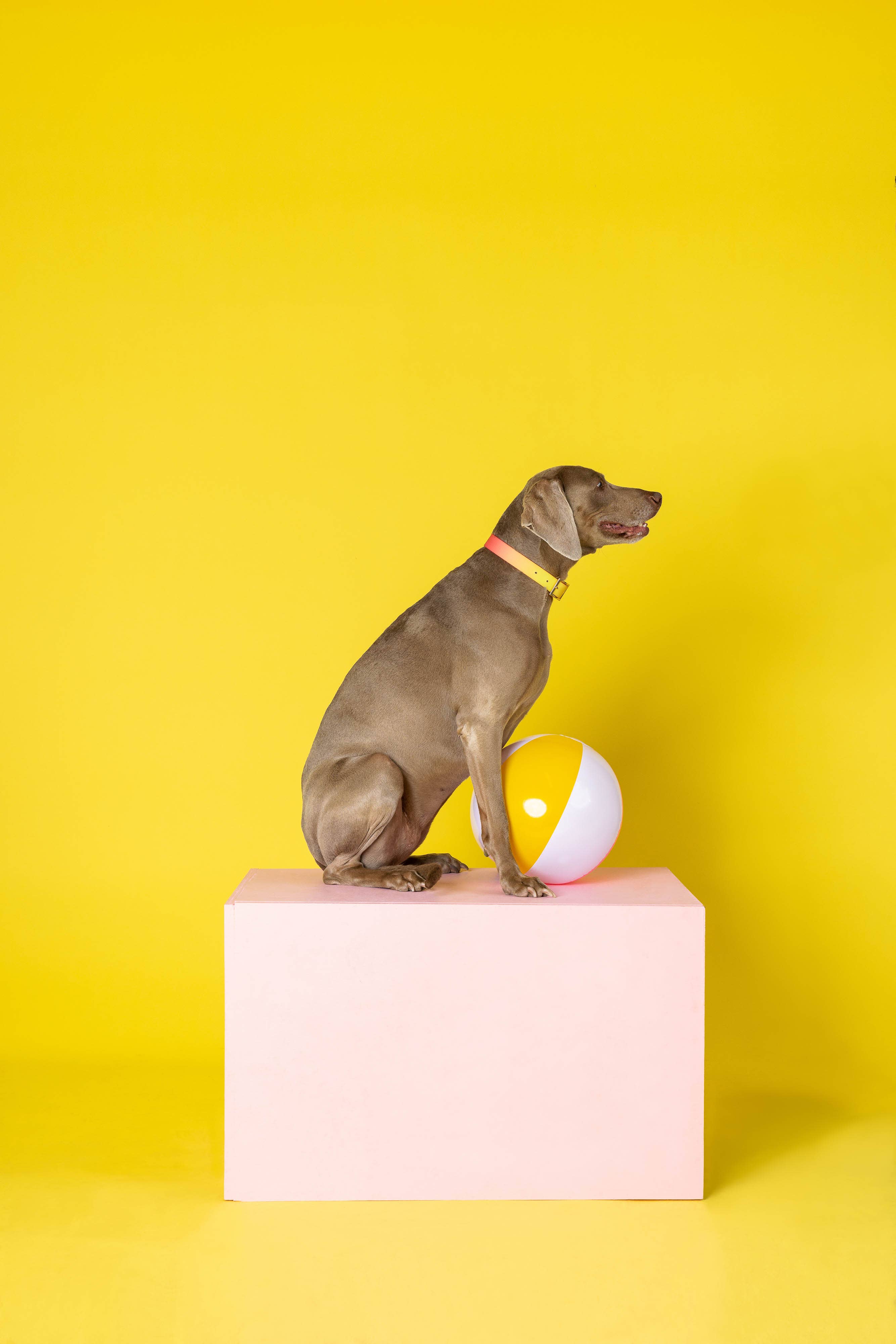 Pink Papyrus | Premium, Durable, & Stylish Dog Products – coleira - Cão por atacado – Coleira para Cão à Prova de Água e Fácil de Limpar Katelin All Weather17