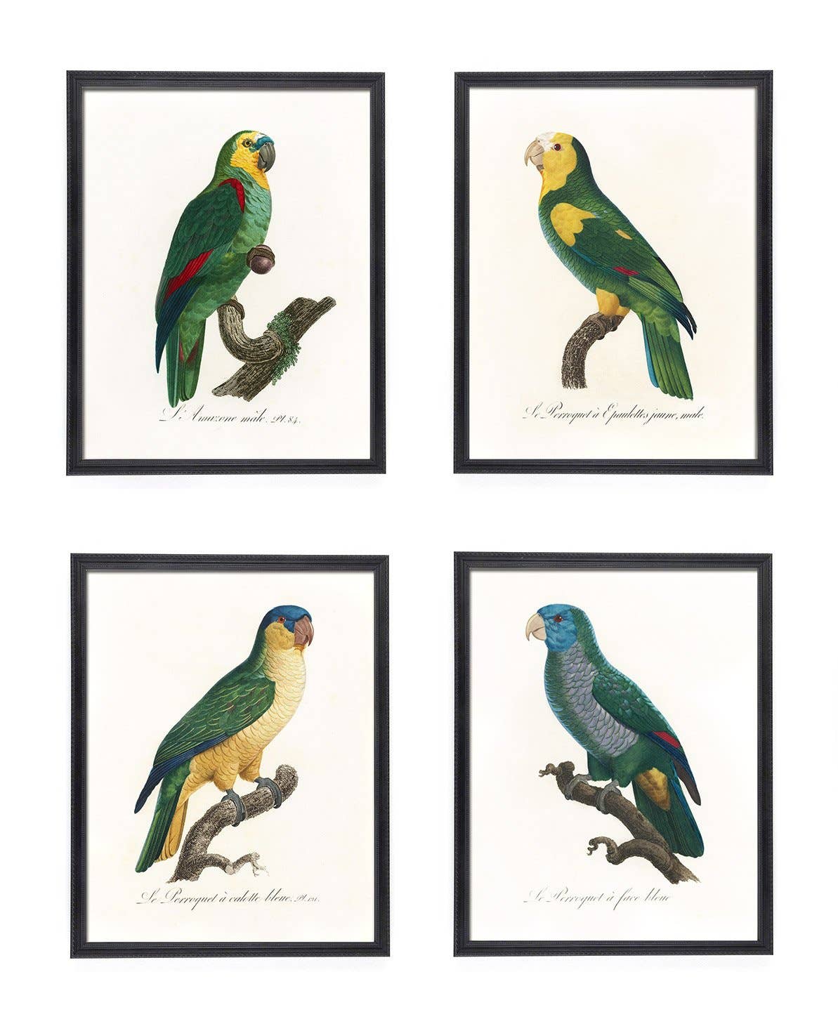 Capricorn Press - Wholesale Gallery wall set - Antique Parrot Print Set - set of 4, 8, or 120