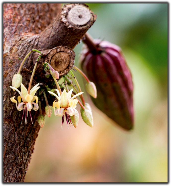 Firetree Chocolate - Wholesale Chocolate Bar - Papua New Guinea Karkar Island (72%) 25g Bar4
