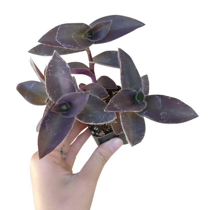 Best Plant Friend - Wholesale Live Plant - Purple Heart Tradescantia Pallida - Wandering Jew 2/4/6 inch3