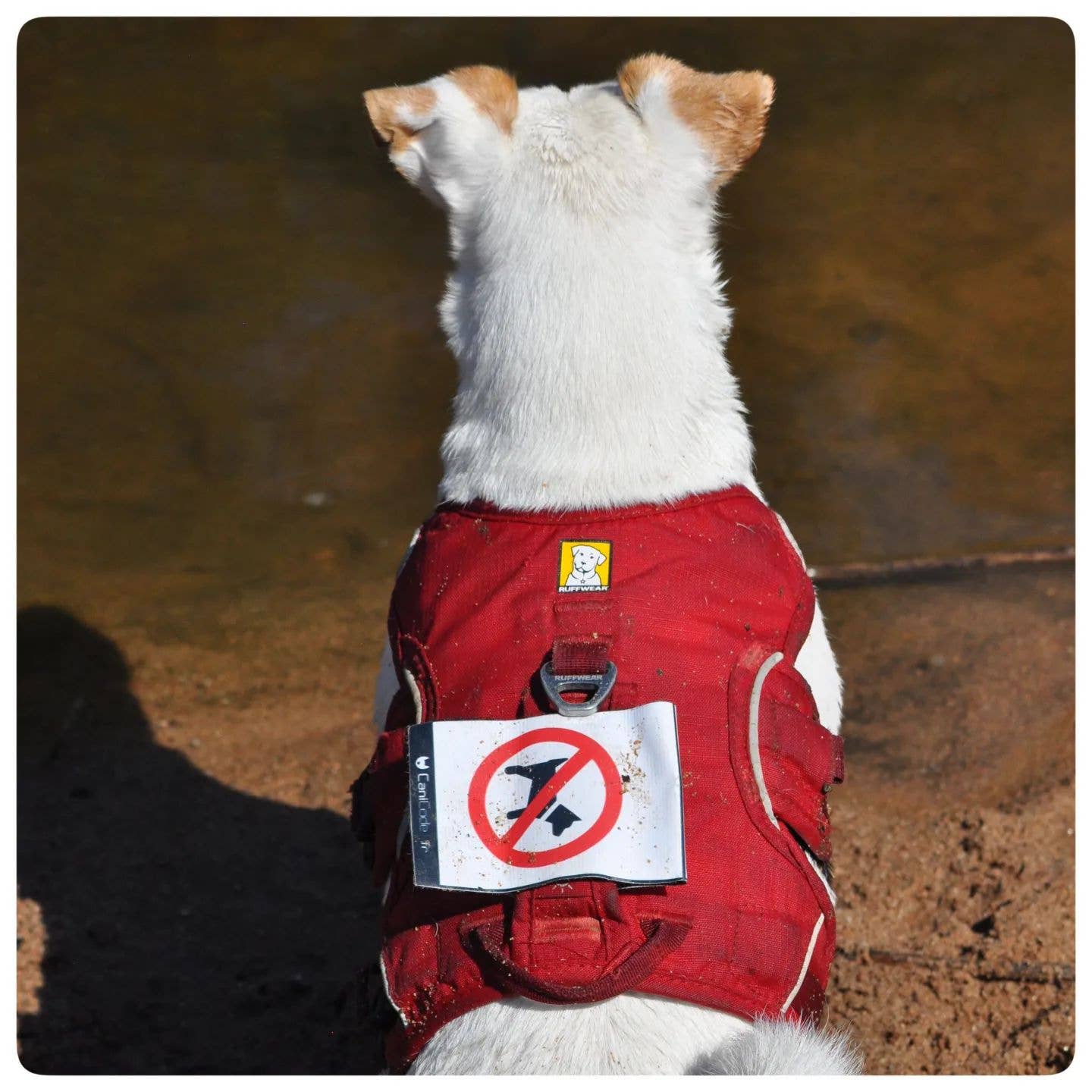 AniCode - Wholesale Bedeltje voor een dierenhalsband - Hond - Scratch CaniCode® PICTO HOND dubbelzijdig0