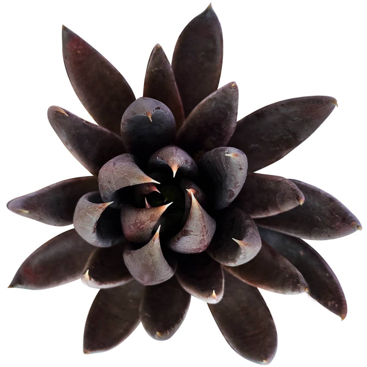 Best Plant Friend - Wholesale Succulent - Echeveria Black Knight, New Black 2/4" Plastic Pot2
