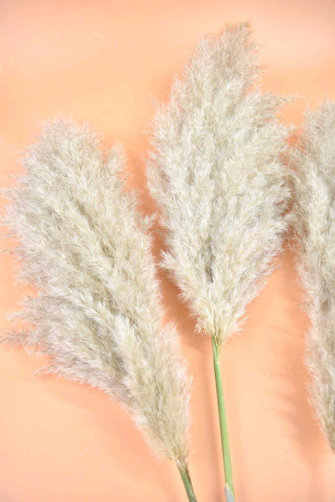 Dutch Flower Studio - Wholesale Dried/Pressed Flowers - XL Fluffy Pampas plumes - Cortaderia - Natural - 100cm1