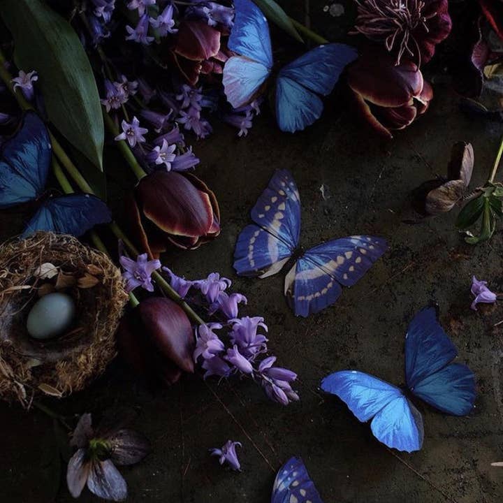 Moth and Myth – wholesale Utskärningar – Morfos och monark fjäril Set