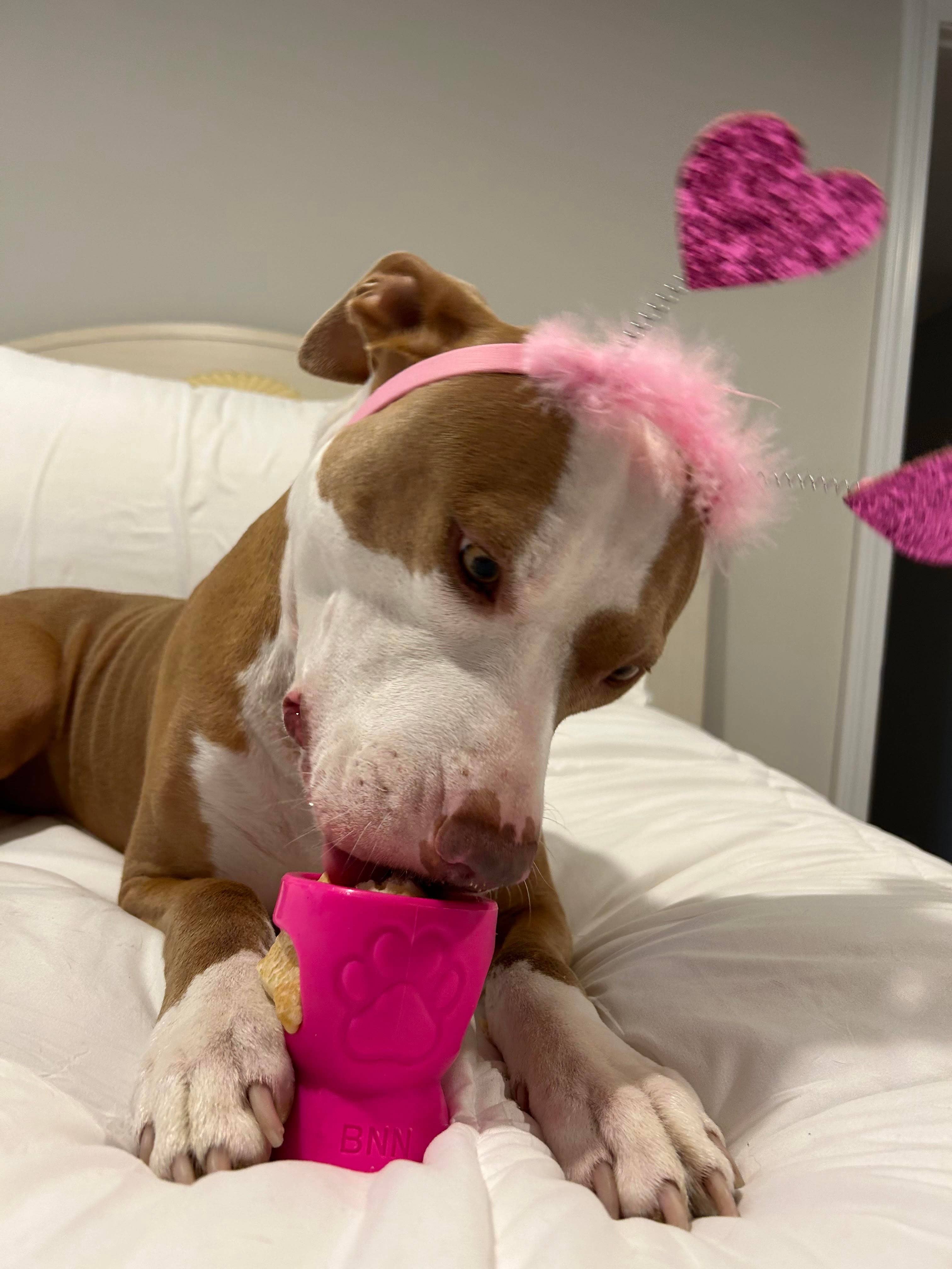 Durkha Dog Chew - Wholesale Pet Chew Toy - Dog - Durkha Puff & Fetch Toy - Microwaveable Yak Cheese Toy6