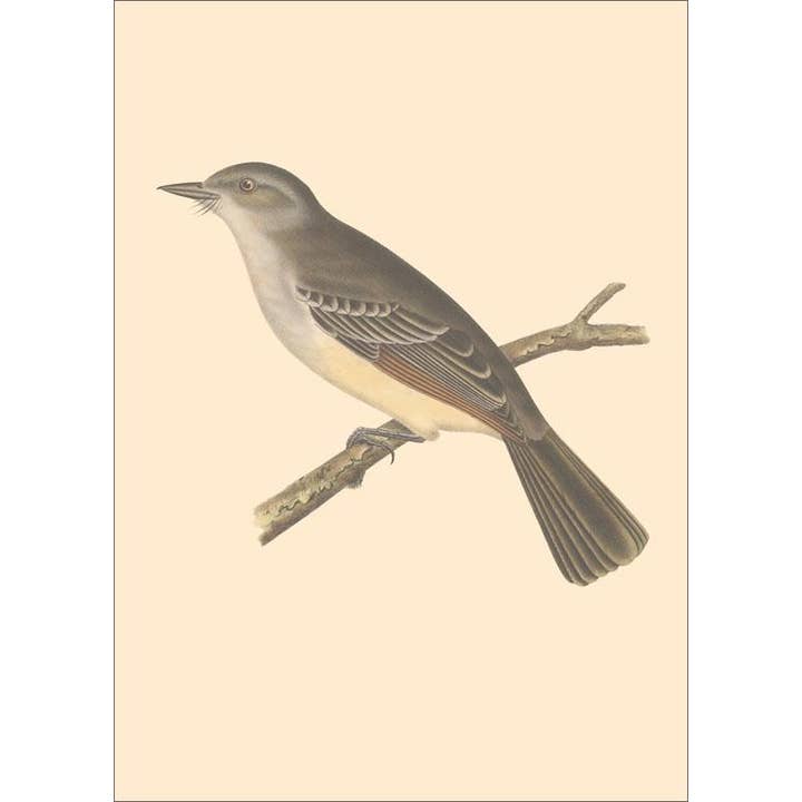 Magnet BD-488 Perching Bird for wholesale by Found Image Press