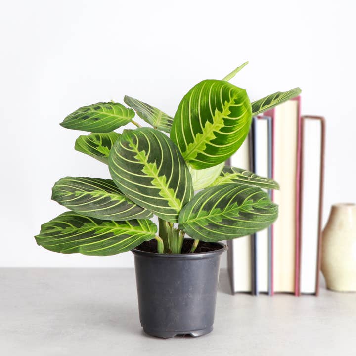 Thorsen's Greenhouse - Wholesale Live Plant - Lemon Lime Prayer Plant - Live Plant