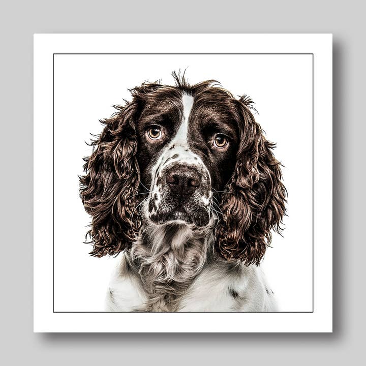 Cocker spaniel - Dog Greeting Card for wholesale by GRUFFPAWTRAITS