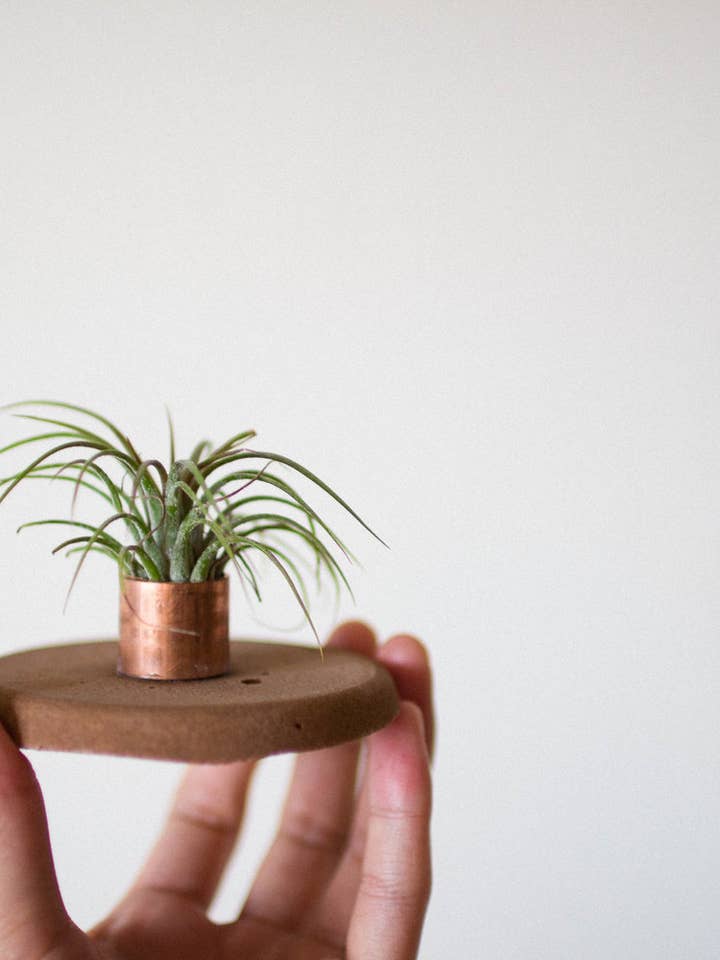 Airplant (Tillandsia) Holder for wholesale by Gemwelove