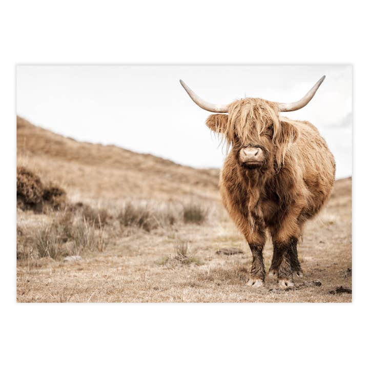 Highland Cow Photography for wholesale by Ellisimo