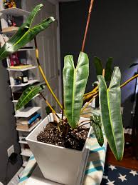 Dick's Sticks and Exotics - Wholesale Live Plant - Philodendron Billietiae (Billie)