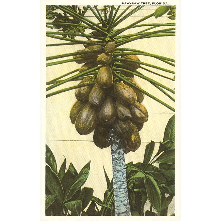 Impresión artística FL-695 Árbol de papaya, Florida para venta al por mayor de Found Image Press