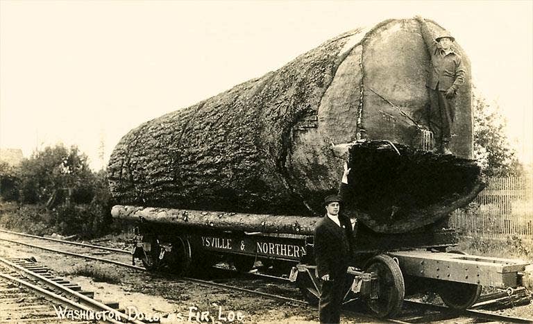 Found Image Press - Wholesale Art Print - Art Print LG-26 Washington Douglas Fir Log0